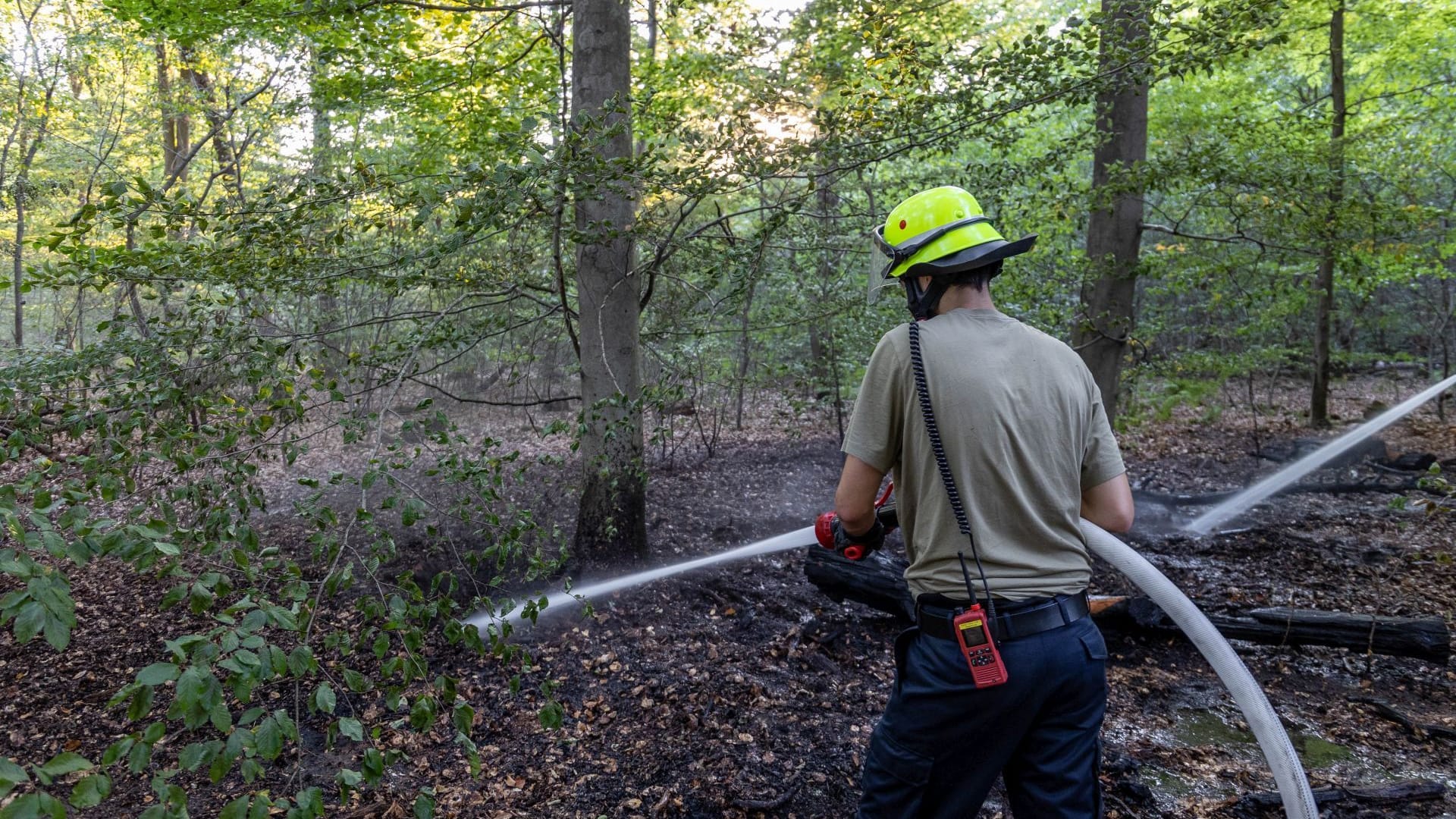 Neben dem Waldboden standen auch Baumstämme in Flammen.