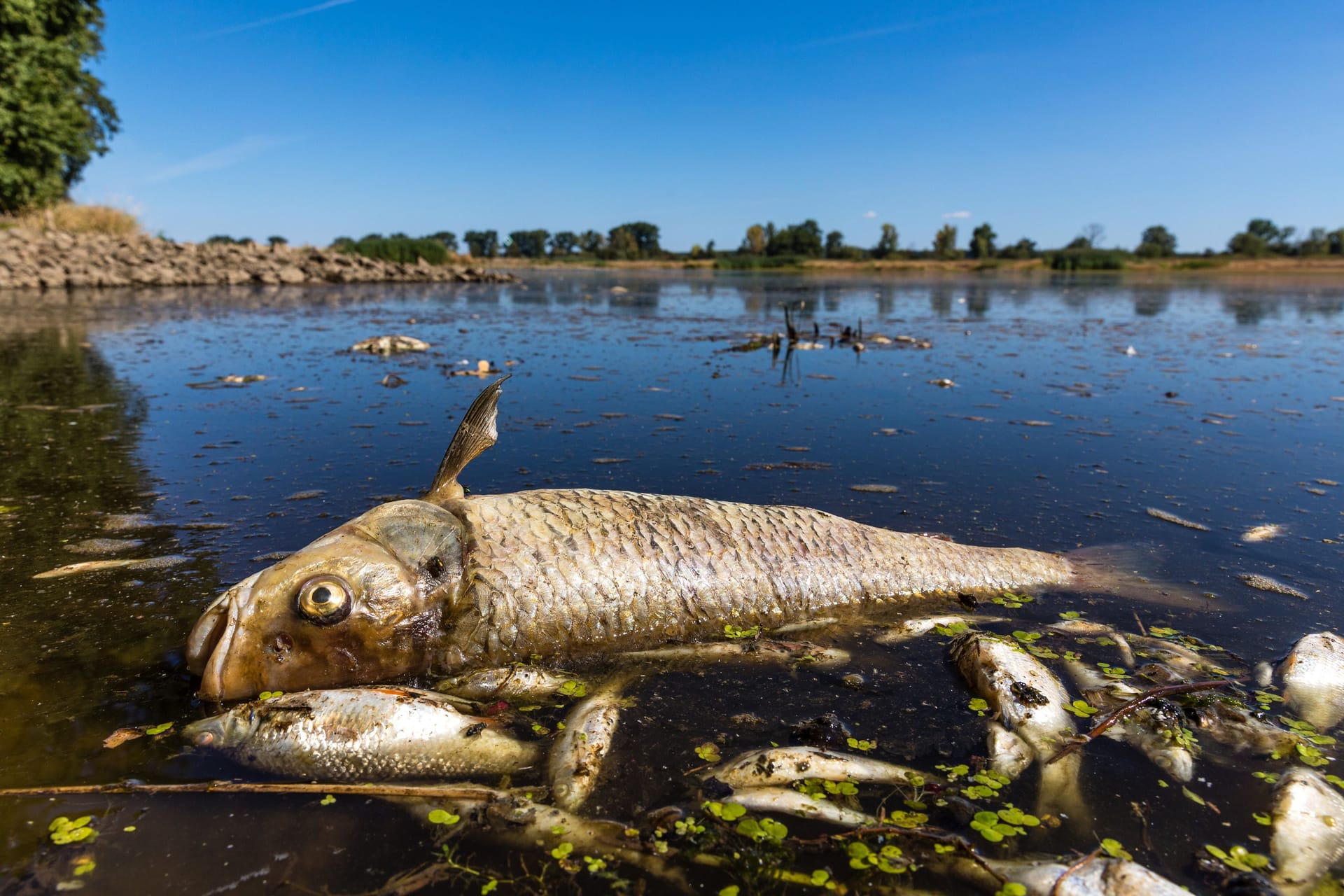 Tote Fische in der Oder: Es wurde an mehreren Stellen eine giftige Substanz festgestellt.