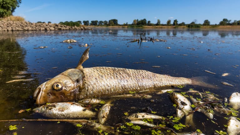 Tote Fische in der Oder: Es wurde an mehreren Stellen eine giftige Substanz festgestellt.