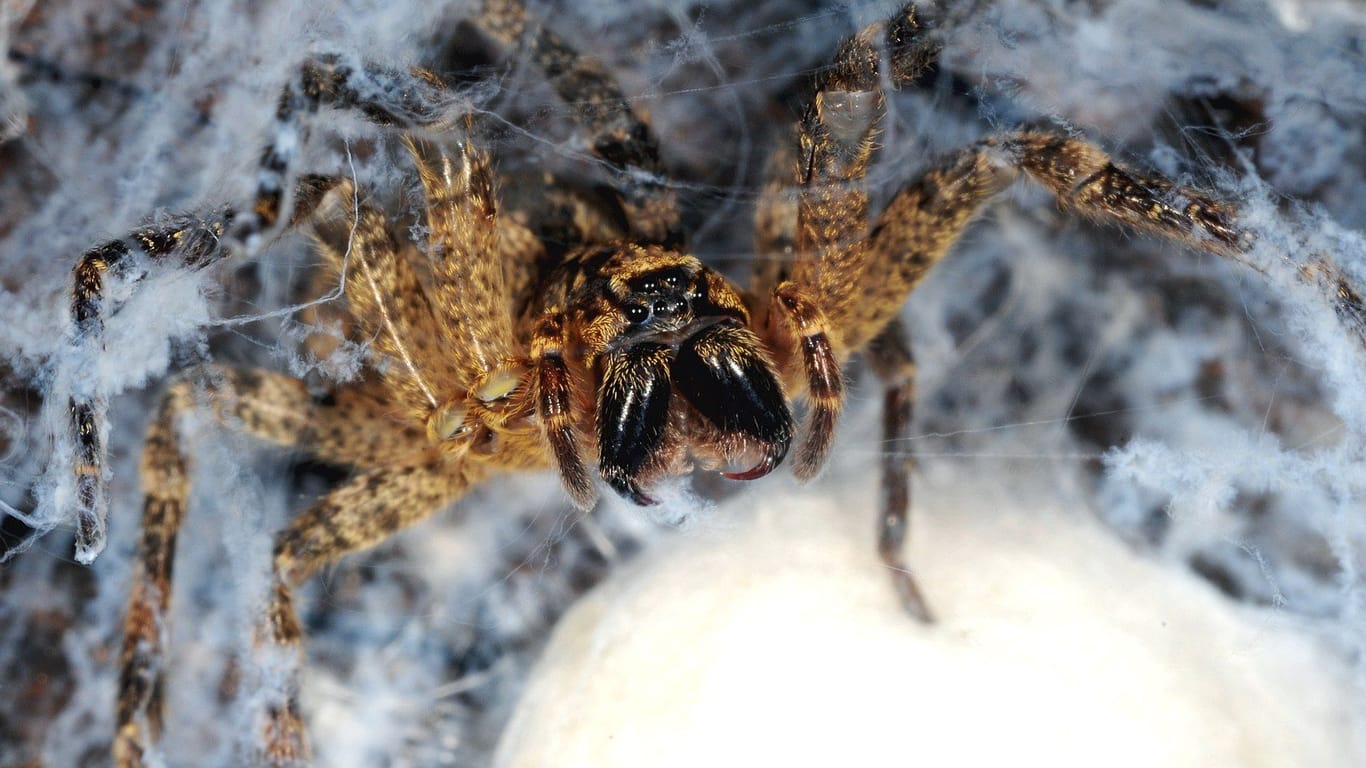 Nosferatu-Spinne mit Kokon: Wer die Spinne sichtet, kann dies nun auf einer neuen Plattform des Nabu melden.