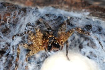 Nosferatu-Spinne mit Kokon: Wer die Spinne sichtet, kann dies nun auf einer neuen Plattform des Nabu melden.