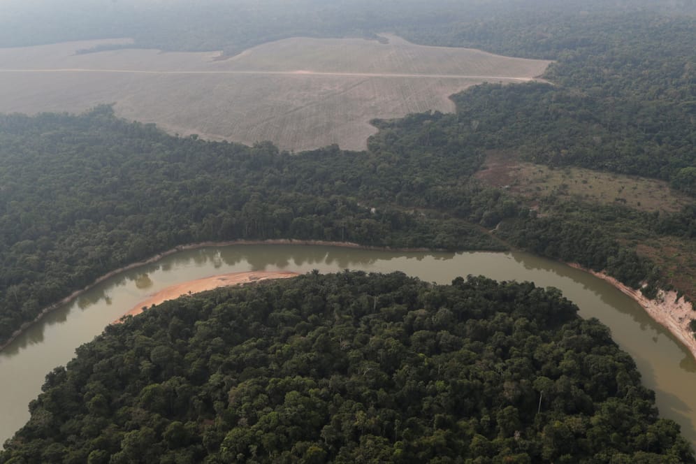Amazonas-Regenwald in Rondonia (Archivbild): In dem Bundesstaat wird der Wald massiv gerodet – vor allem für die Viehzucht.