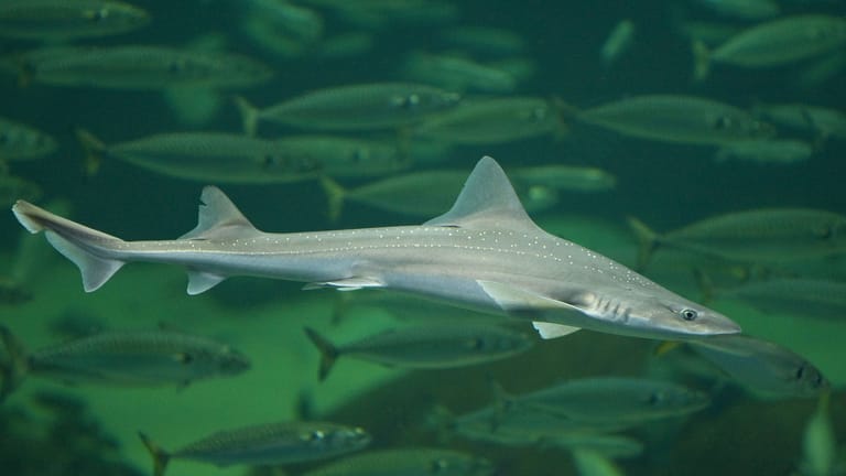 Weissgefleckter Glatthai: Dieser Fisch ist sogar in der Nordsee zu finden.