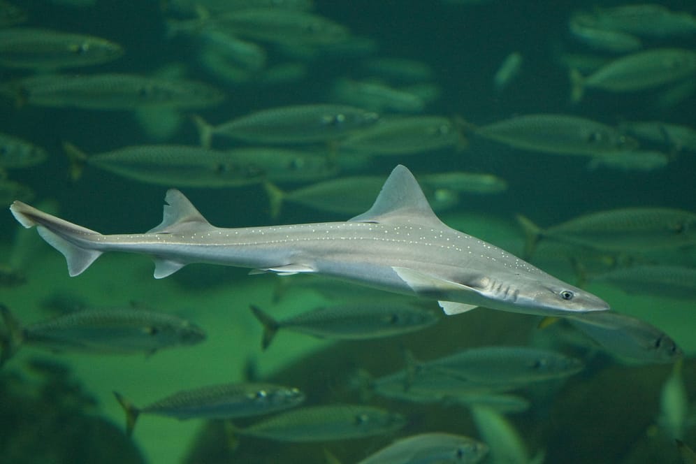 Weissgefleckter Glatthai: Dieser Fisch ist sogar in der Nordsee zu finden.