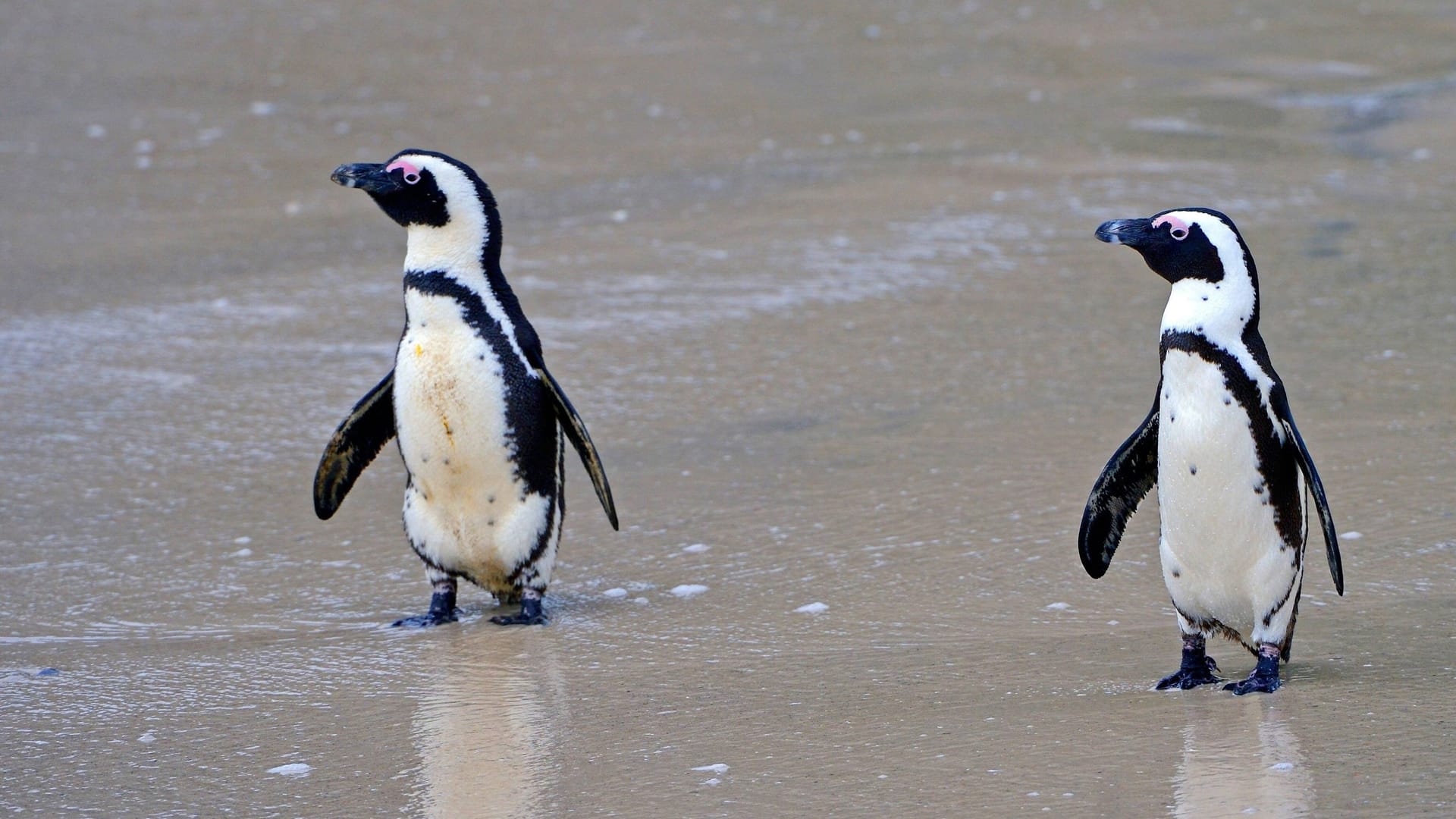 Zwei Brillenpinguine am Westkap in Südafrika: Einer ihrer Artgenossen in einem US-Zoo hat nun maßangefertigte Schuhe erhalten.