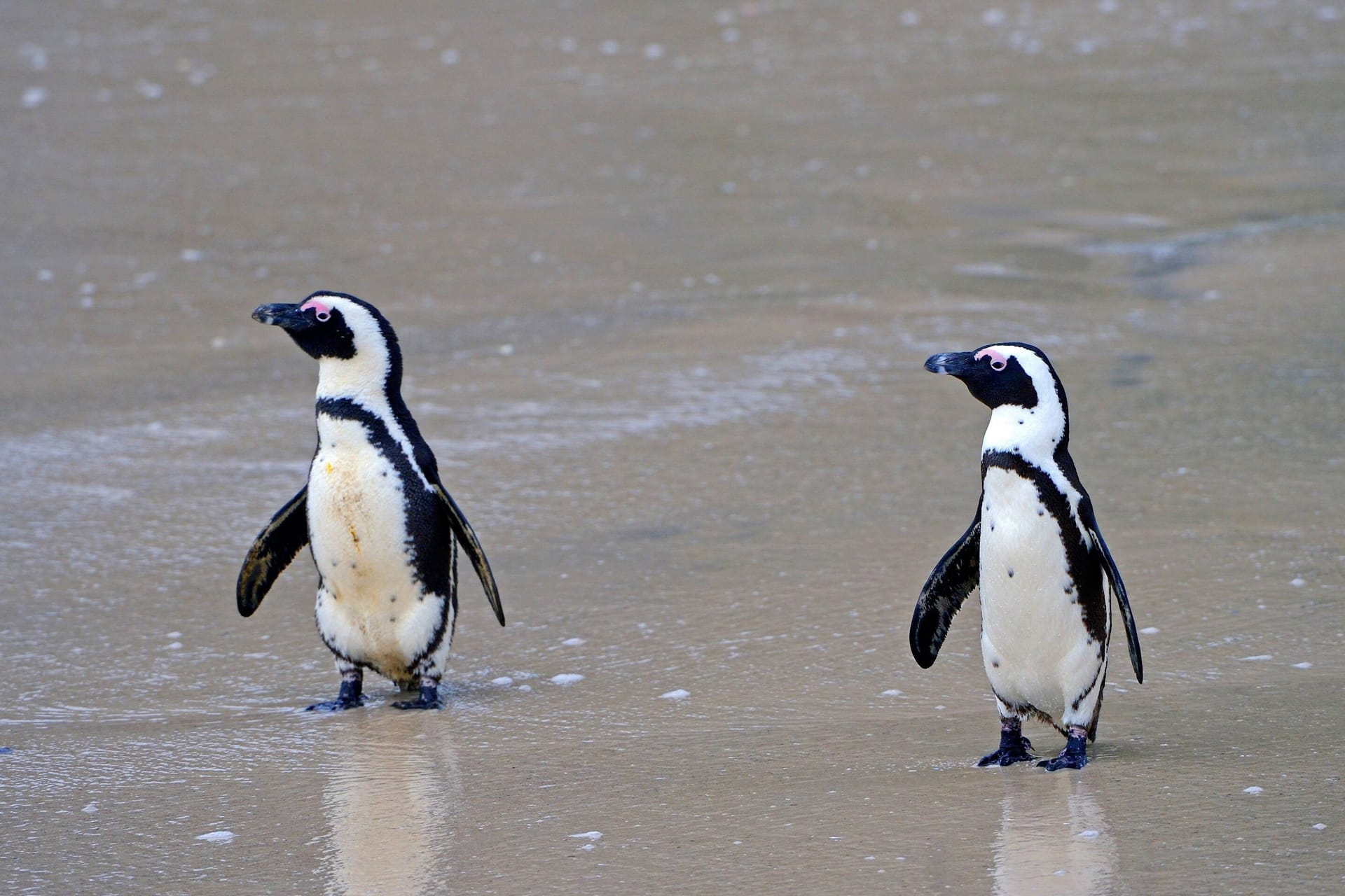 Zwei Brillenpinguine am Westkap in Südafrika: Einer ihrer Artgenossen in einem US-Zoo hat nun maßangefertigte Schuhe erhalten.