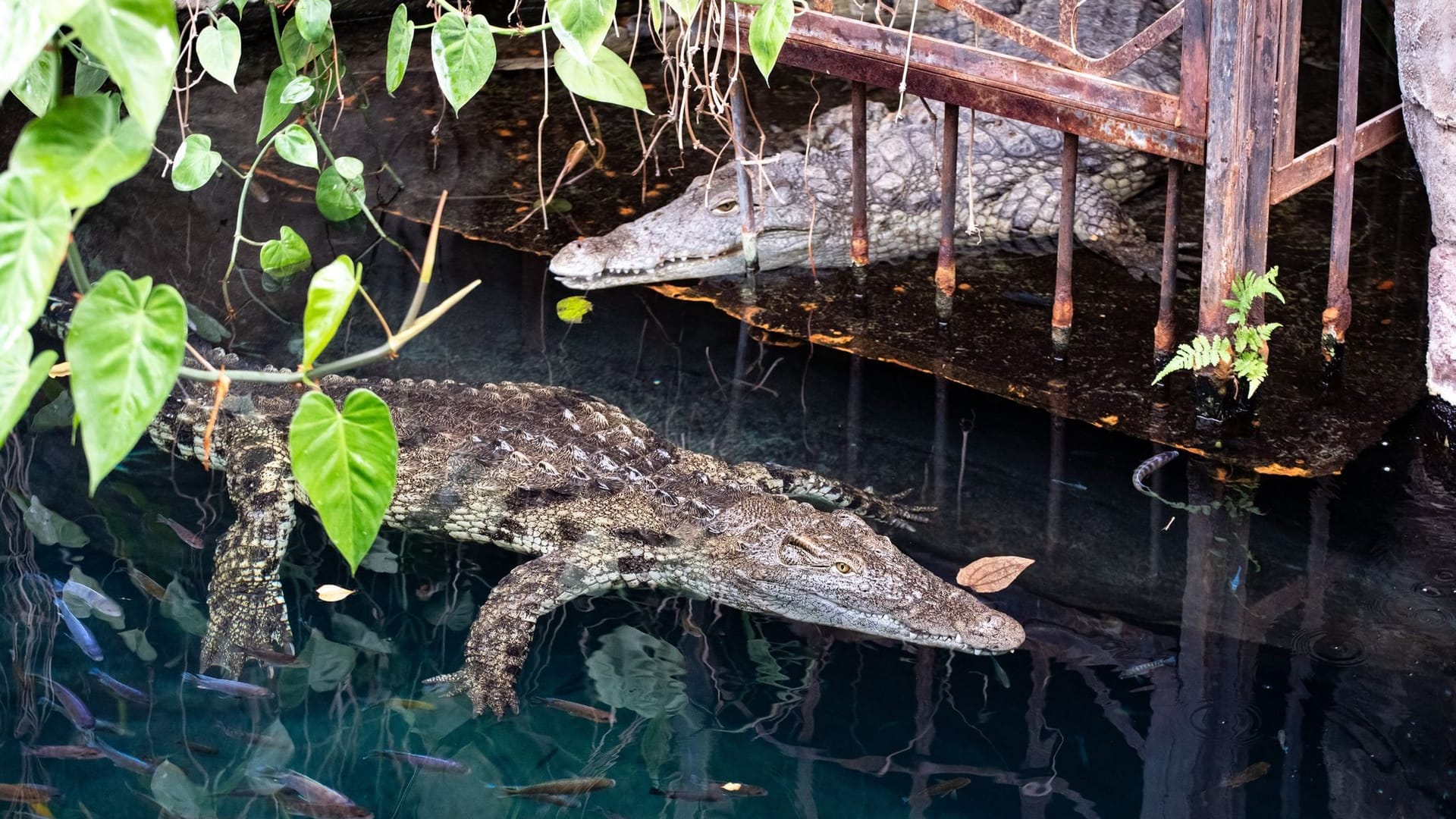Hagenbecks Tierpark bekommt weitere Nilkrokodile Hagenbecks Tierpark bekommt weitere Nilkrokodile