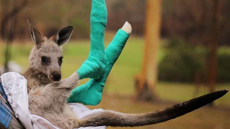 Ein Känguru mit Verband um die Hinterbeine: Während der katastrophalen Buschbrände wollten Menschen weltweit der australischen Tierwelt helfen.
