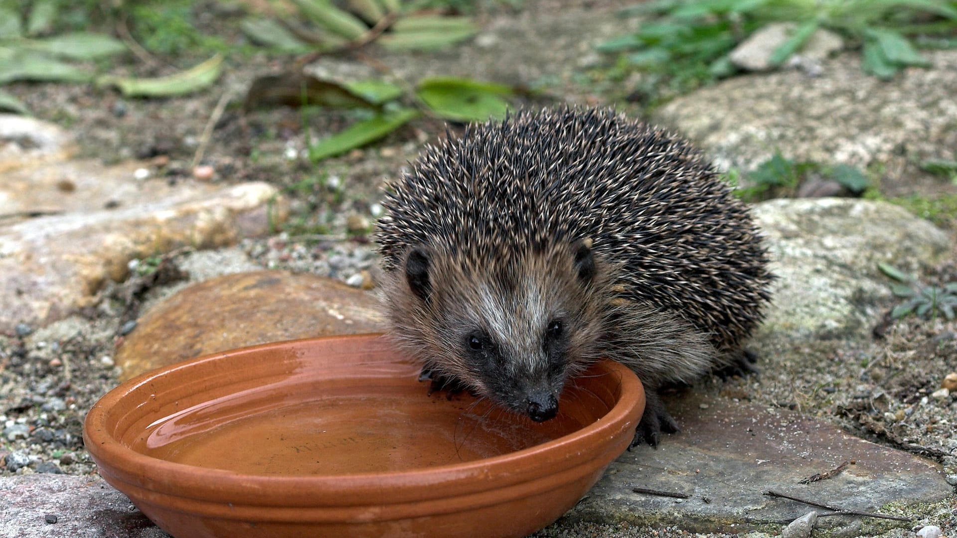 Kaum noch Regenwürmer: Igel finden derzeit wegen der Trockenheit nur wenig Nahrung. Würmer haben sich in tiefere, feuchte Bodenschichten verzogen.