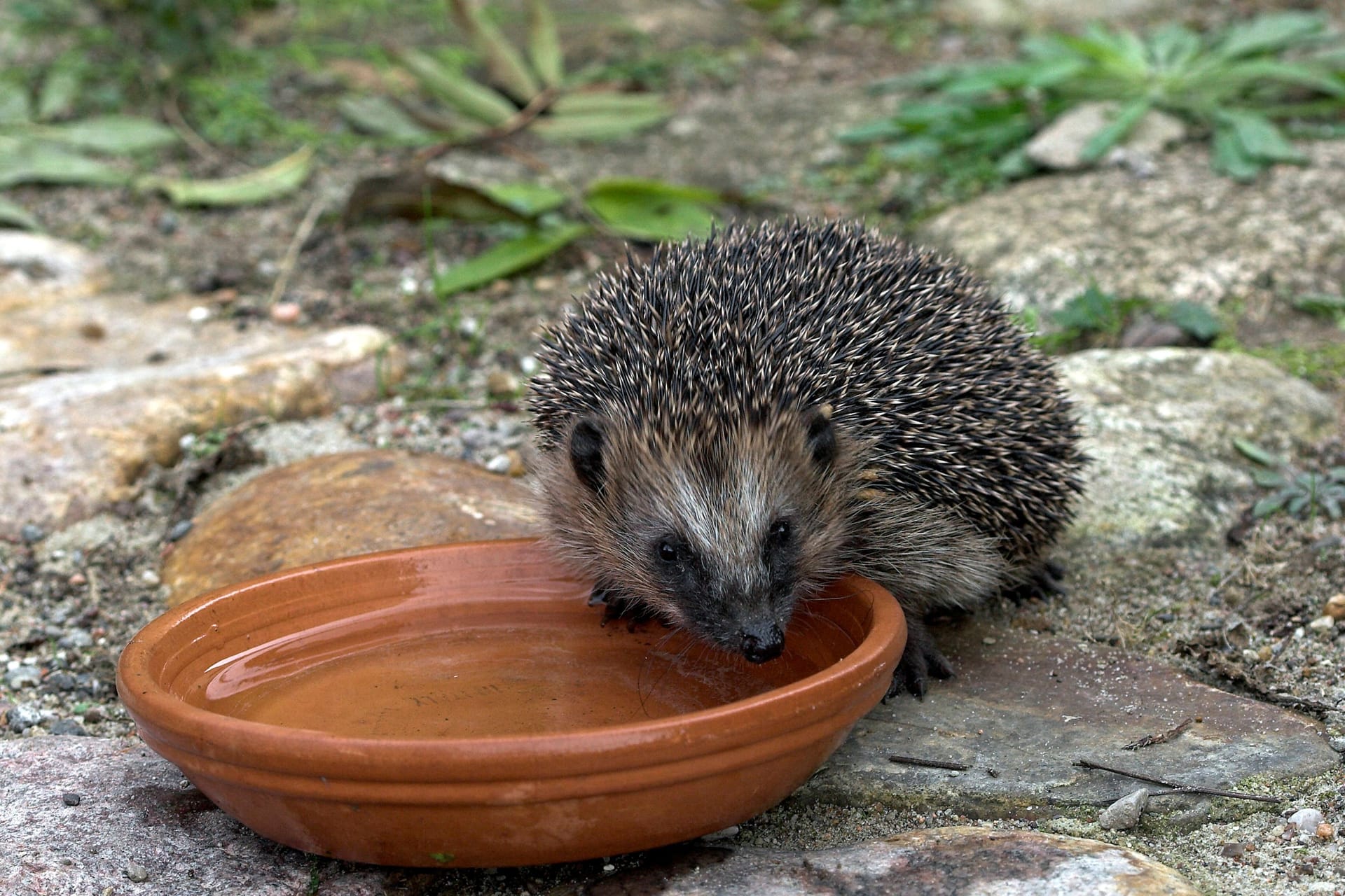 Kaum noch Regenwürmer: Igel finden derzeit wegen der Trockenheit nur wenig Nahrung. Würmer haben sich in tiefere, feuchte Bodenschichten verzogen.