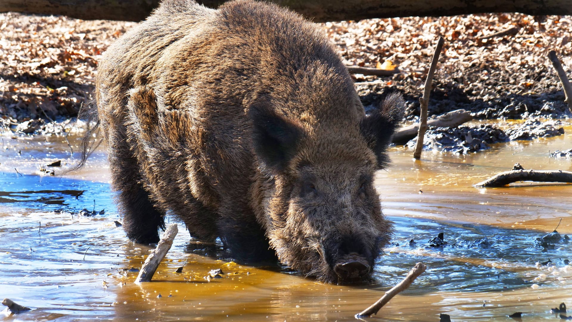 An die Natur angepasst: Wildtiere können auch längere Trockenheit ohne Hilfe überstehen.