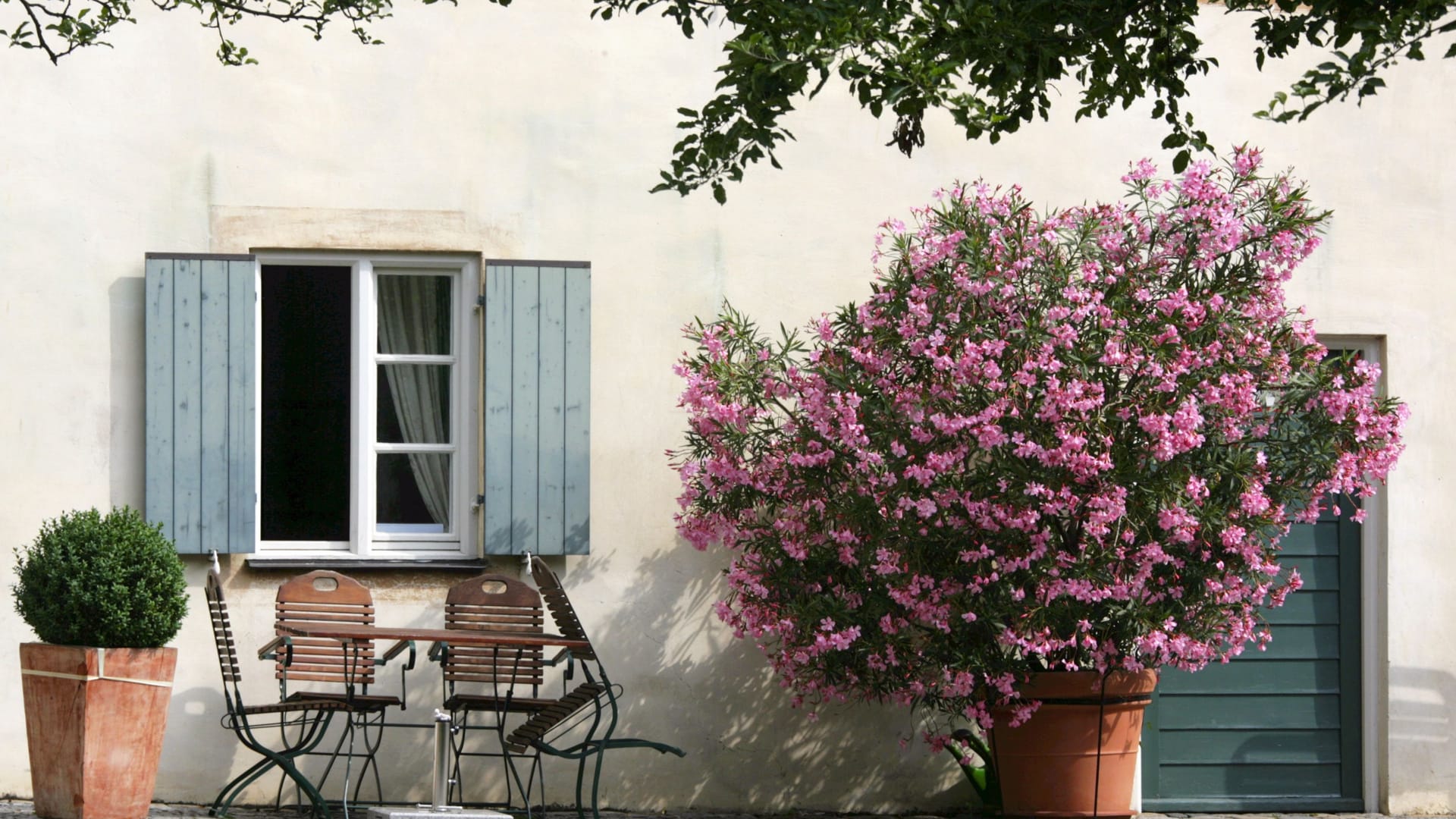 Oleander: Die Pflanzen mit prächtiger Blüte sollten bis September auf dem Höhepunkt ihres Gartenjahres sein.