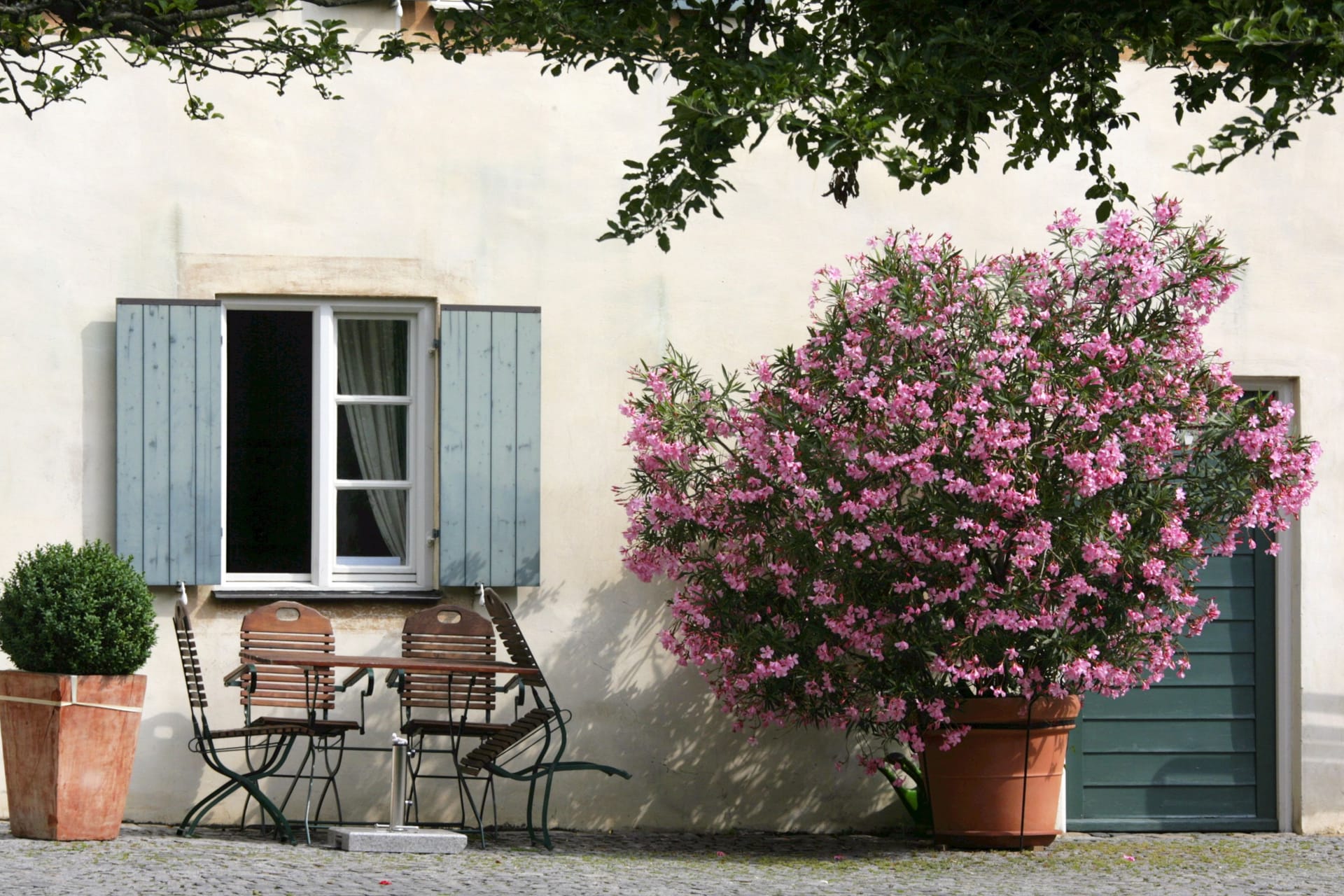 Oleander: Die Pflanzen mit prächtiger Blüte sollten bis September auf dem Höhepunkt ihres Gartenjahres sein.