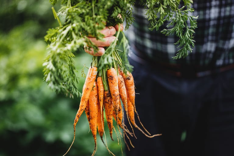 Karotten: Direkt nach der Ernte ins Tiefkühlfach ist am besten.