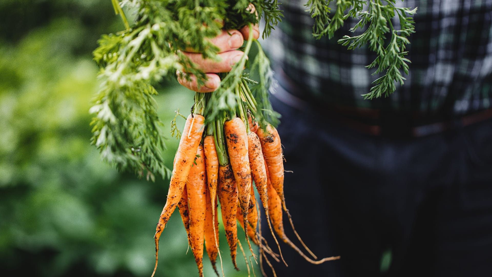 Karotten haben viele Nährstoffe und Vitamine wie Vitamin C, mehrere B-Vitaminen und die fettlöslichen Vitaminen E, K und A.