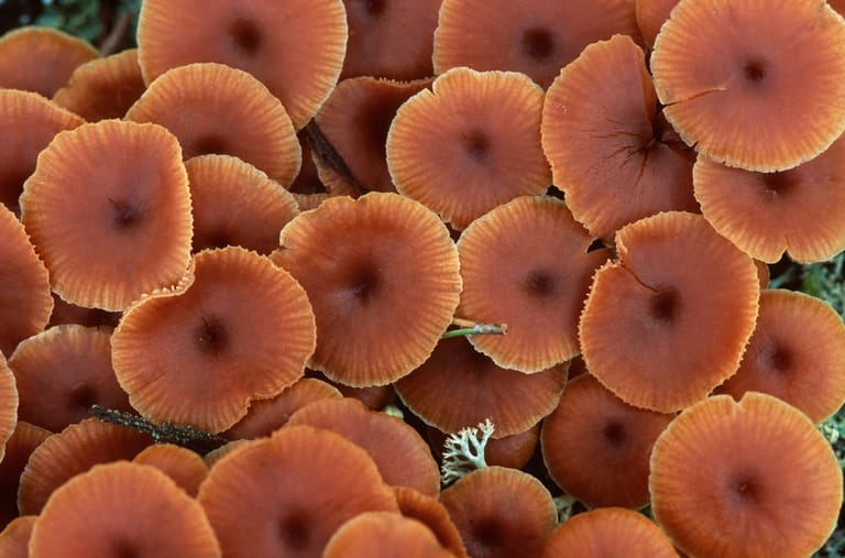 Der Gesäumte Häubling (Galerina paludosa) ist giftig.
