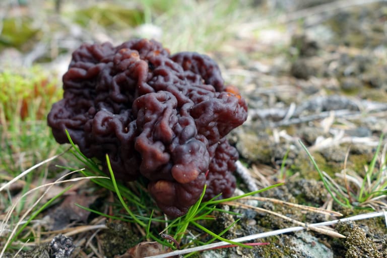 Der Frühjahrs-Giftlorchel (Gyromitra esculenta) ist giftig.