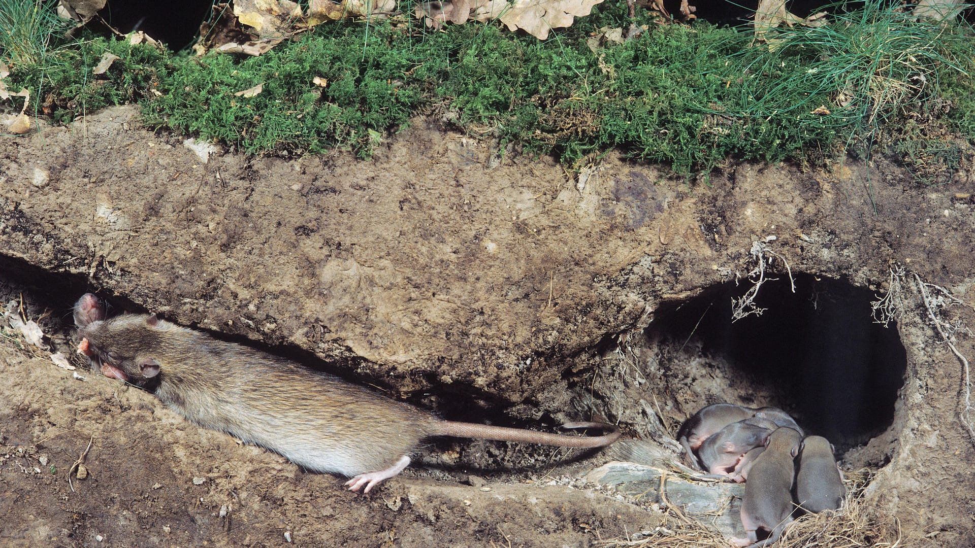 Wanderratte (Rattus norvegicus): Sie nistet häufig außerhalb des Hauses in Erdbauten und versorgt dort ihre Jungen.