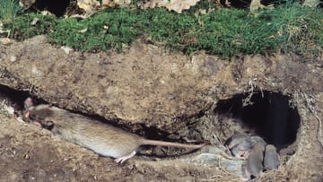 Ratten im Haus Befall erkennen und Nagetiere loswerden Tipps