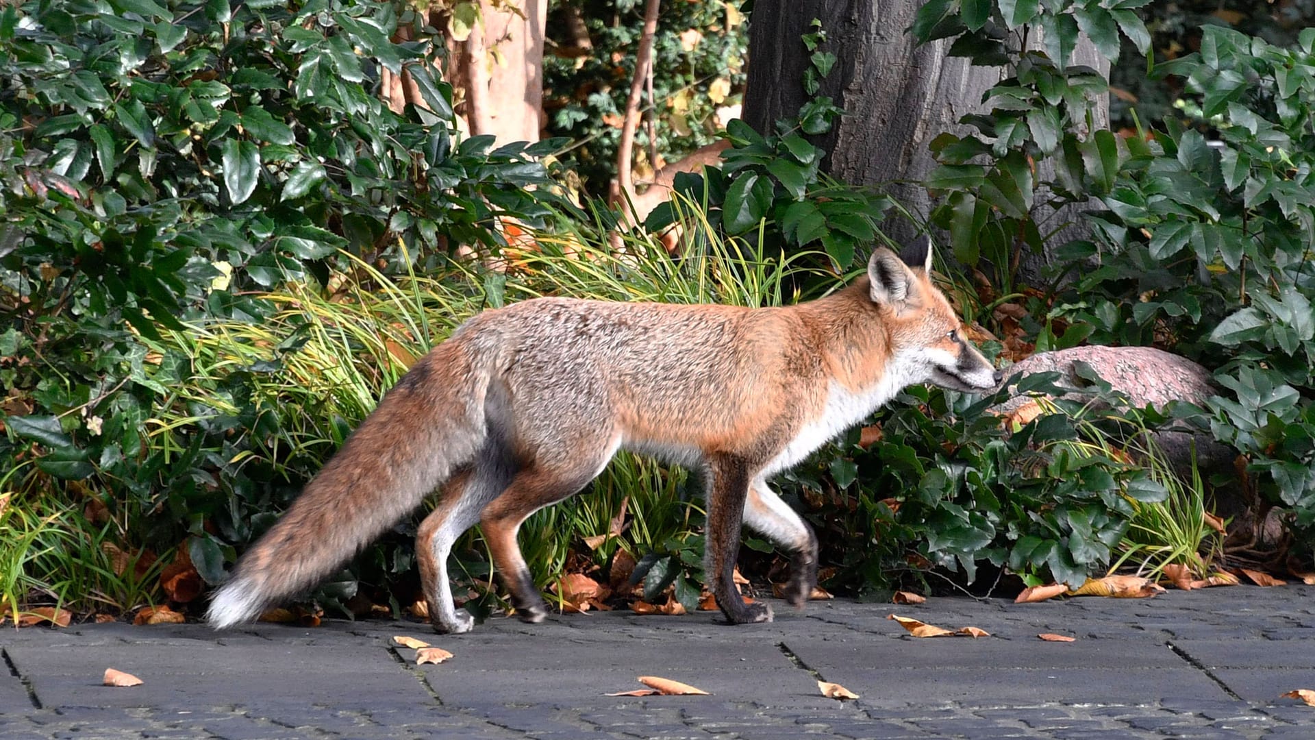 Abseits von Menschenmassen: In der Stadt bevorzugen die Wildtiere ruhige Orte ohne Menschen.