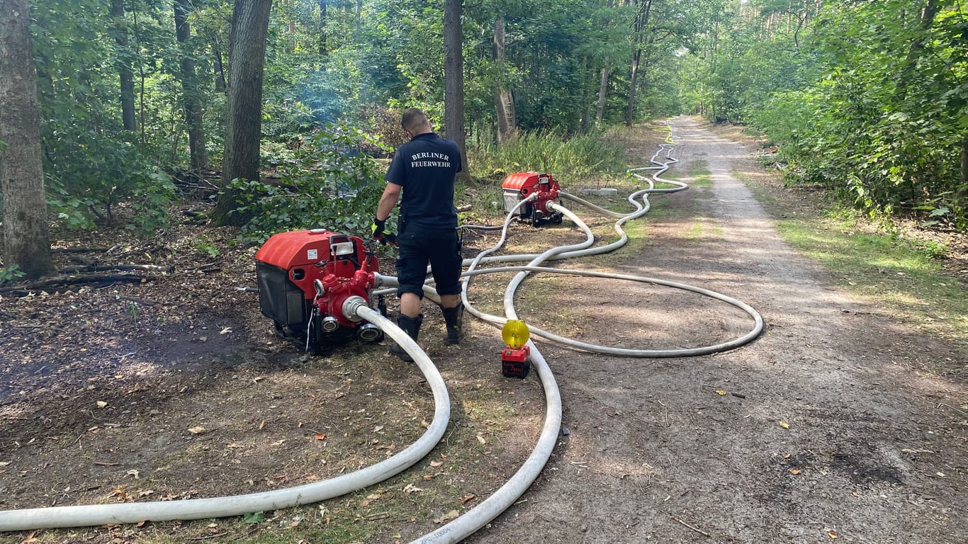 Feuerwehrschläuche auf dem Waldboden: Das Wasser wird aus der Krummen Lanke kilometerweit durch den Wald gempumpt.