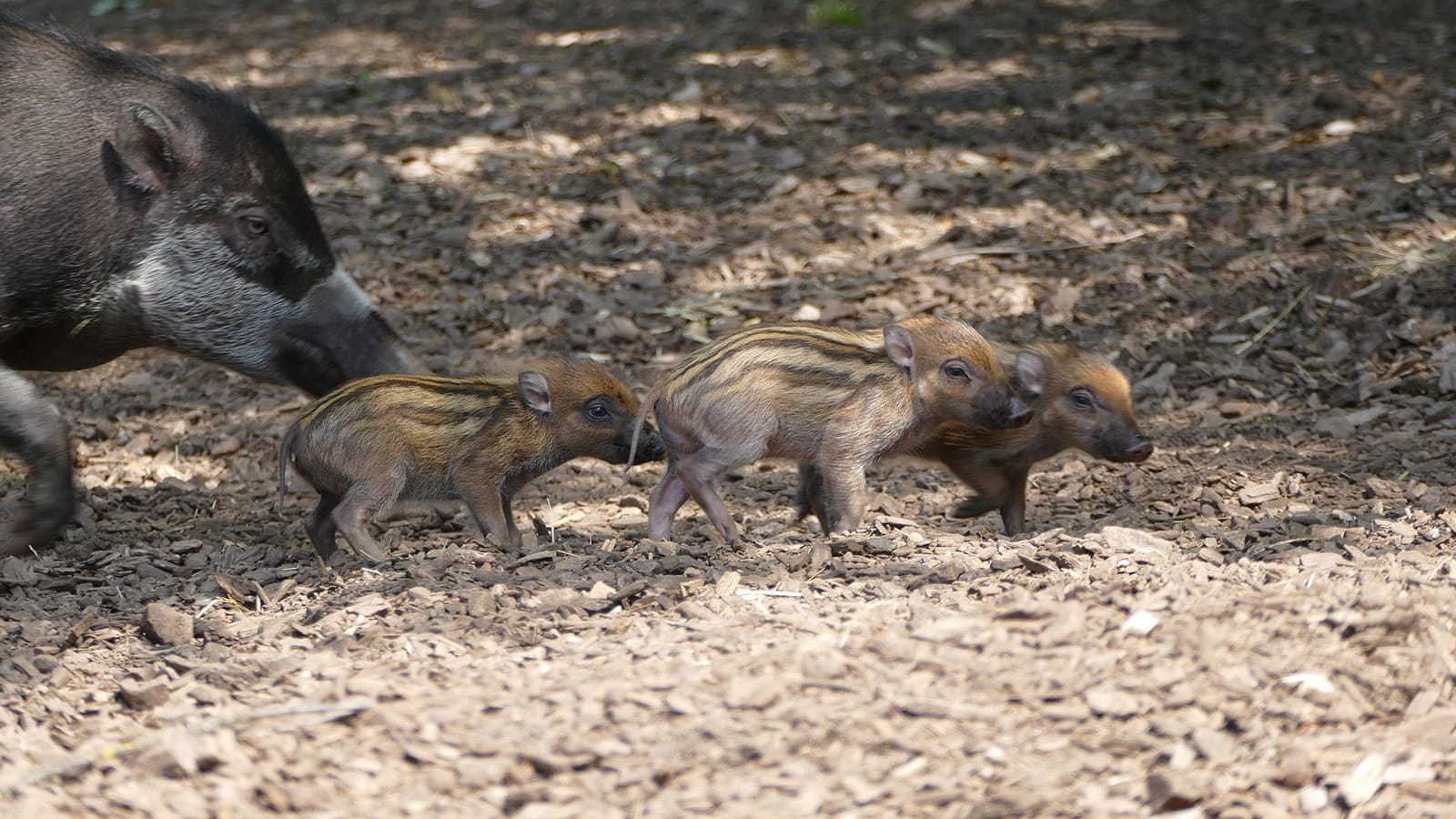 Visayas-Pustelschweine sind neu im Tiergarten Nürnberg Visayas-Pustelschweine sind neu im Tiergarten Nürnberg
