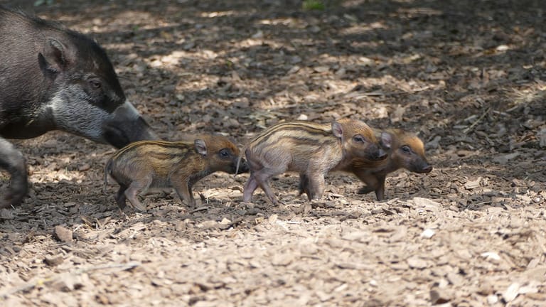 Visayas-Pustelschweine sind neu im Tiergarten Nürnberg