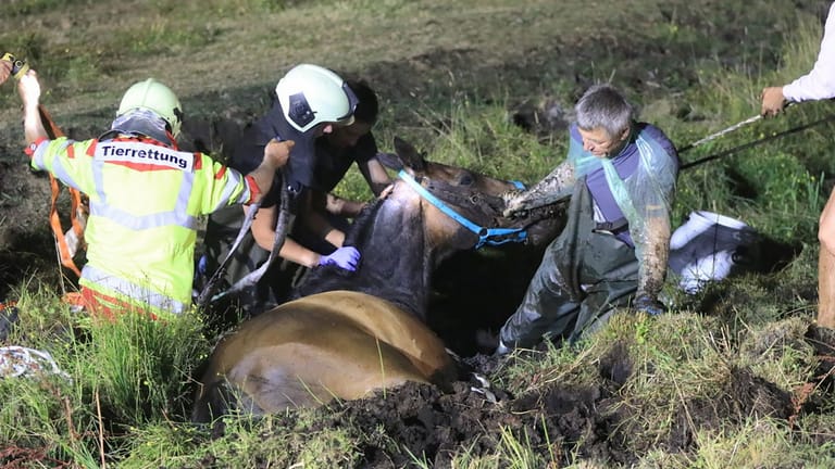 Pferd aus Schlammloch gerettet