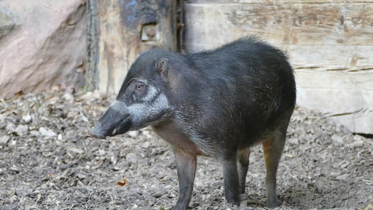 Die indonesischen Visayas-Pustelschweine sind in der unteren Nashornanlage zu sehen.