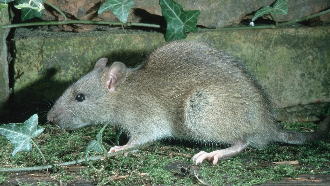 Wanderratte (Rattus norvegicus): Sie kommt hierzulande mit am häufigsten vor.