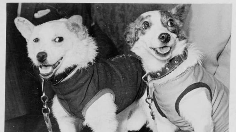 20.08.1960: Die tapfersten Hunde der Raumfahrt