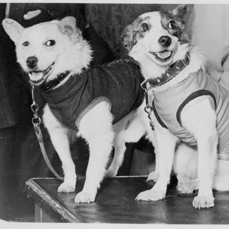 20.08.1960: Die tapfersten Hunde der Raumfahrt
