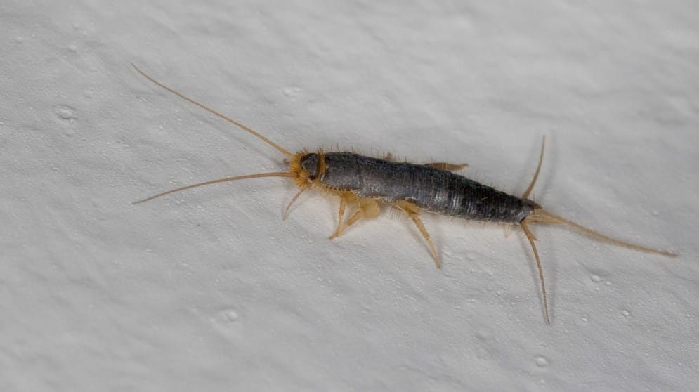 Papierfischchen bekämpfen Fiese Schädlinge verstecken sich in Paketen