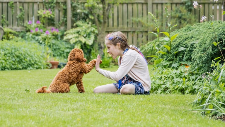 Den Besitzer spiegeln: Hunde synchronisieren ihr soziales Verhalten mit Menschen und können sie sogar nachmachen.