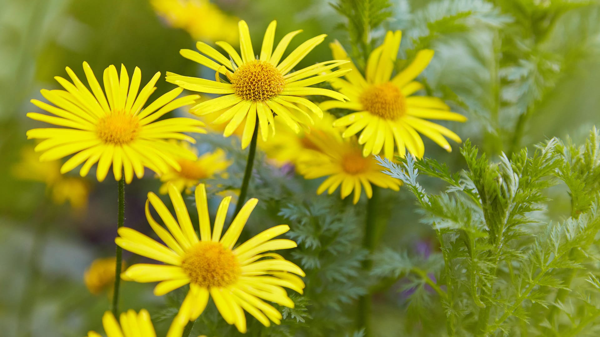 Arnica Montana: Die Echte Arnika wächst hauptsächlich in europäischen Gebirgsregionen und blüht von Juni bis September.