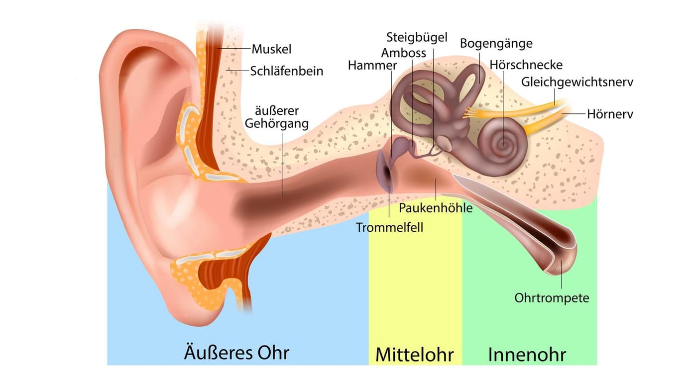 Anatomie des Ohrs