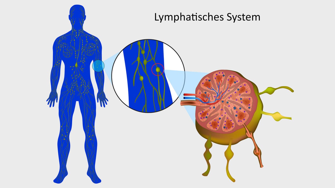 Illustration des lymphatischen Systems mit Lymphknoten.