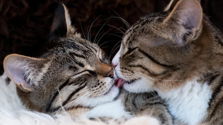 Die Chemie muss passen: Ähnlich wie bei Menschen bedarf es auch bei Katzen eine Portion Sympathie für ein harmonisches Zusammenleben.