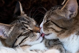 Die Chemie muss passen: Ähnlich wie bei Menschen bedarf es auch bei Katzen eine Portion Sympathie für ein harmonisches Zusammenleben.