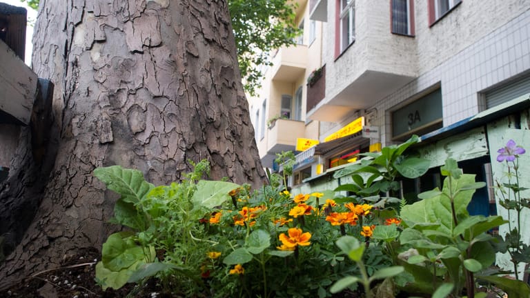 Baumscheiben begrünen: Immer öfter sieht man rings um Straßenbäume kleine Blumenbeete – das ist nicht nur hübsch anzusehen, sondern schützt unter Umständen auch die Bäume vor dem Vertrocknen.