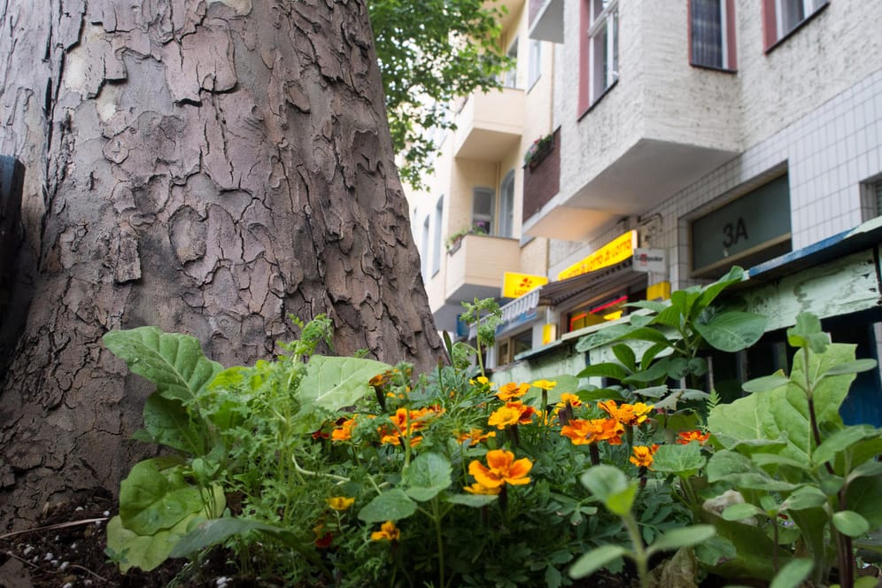 Baumscheiben begrünen: Immer öfter sieht man rings um Straßenbäume kleine Blumenbeete – das ist nicht nur hübsch anzusehen, sondern schützt unter Umständen auch die Bäume vor dem Vertrocknen.