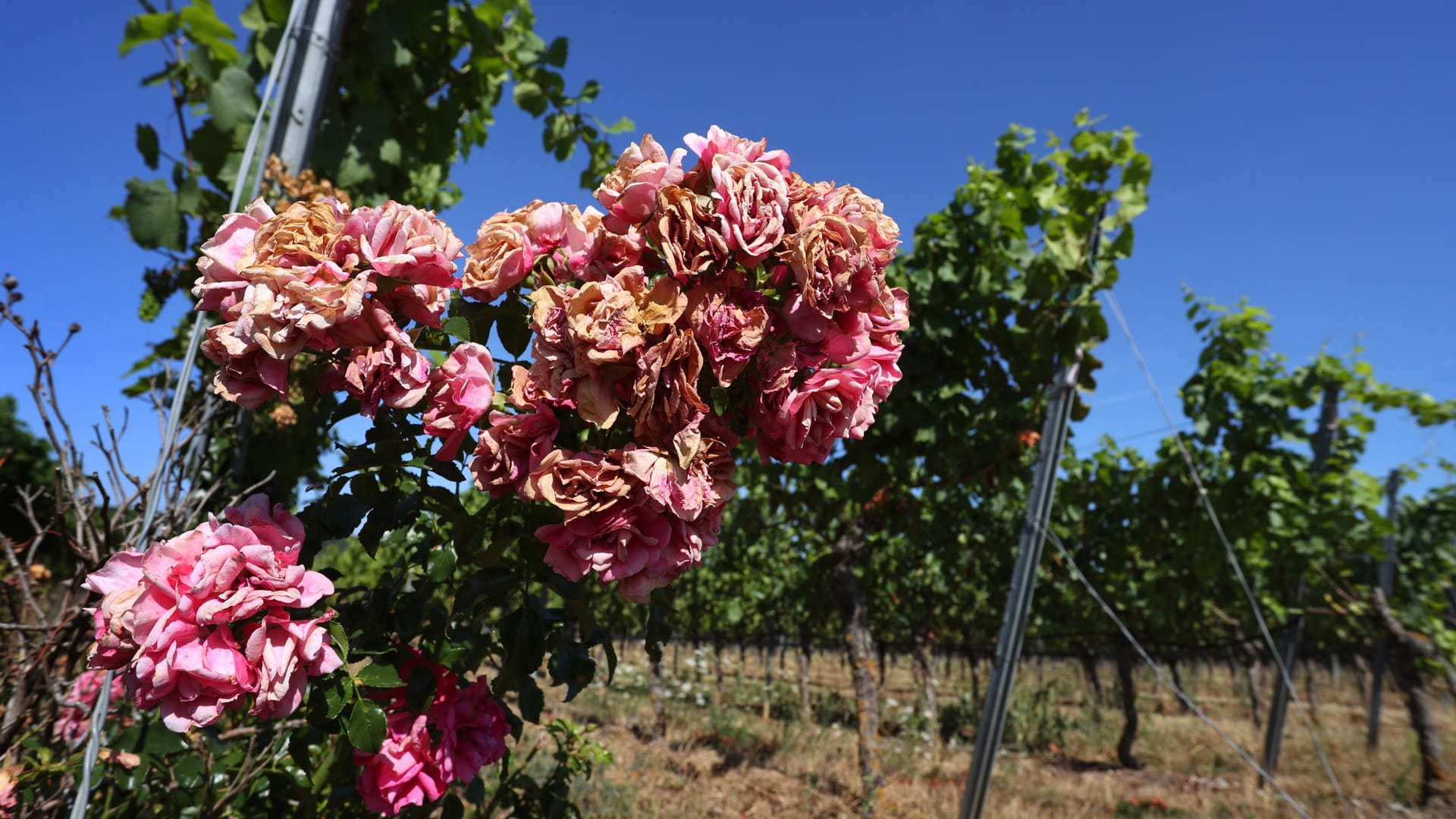 Vertrocknete Rosen im bayerischen Nordheim: Viele Regionen haben in Deutschland aktuell mit Trockenheit zu kämpfen.