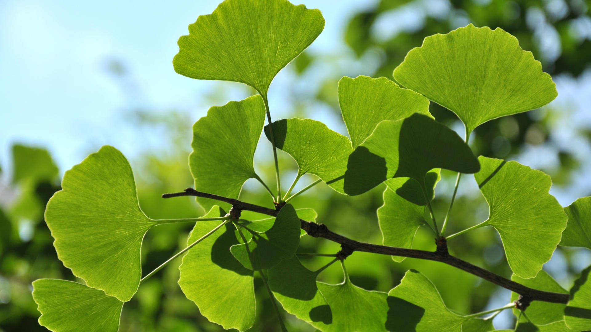 Ginkgo in der Natur: Schon seit Jahrhundert findet die ostasiatische Baumart Anwendung in der Traditionellen chinesischen Medizin.