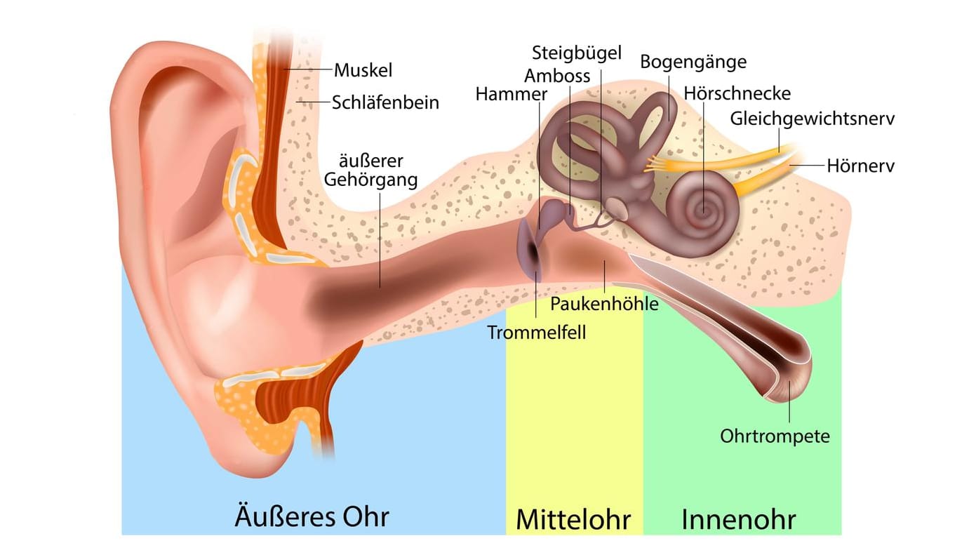 Anatomie des Ohrs