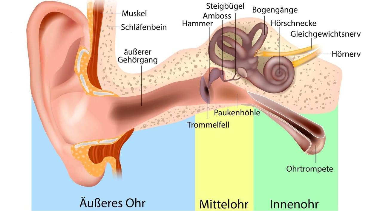 Anatomie des Ohrs