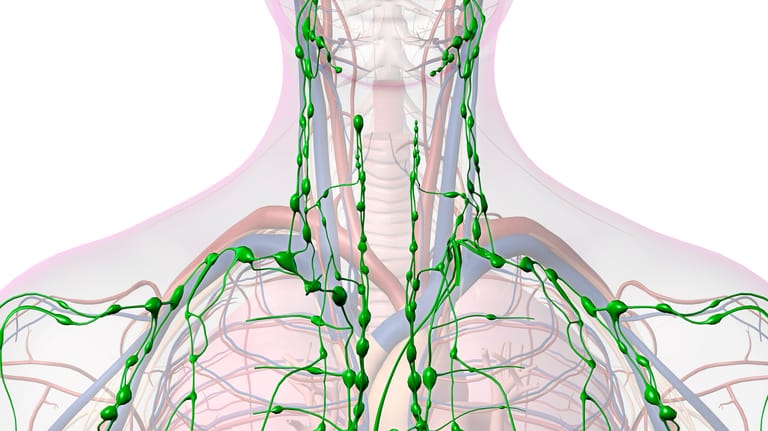 Illustration: lymphatisches System mit Lymphknoten