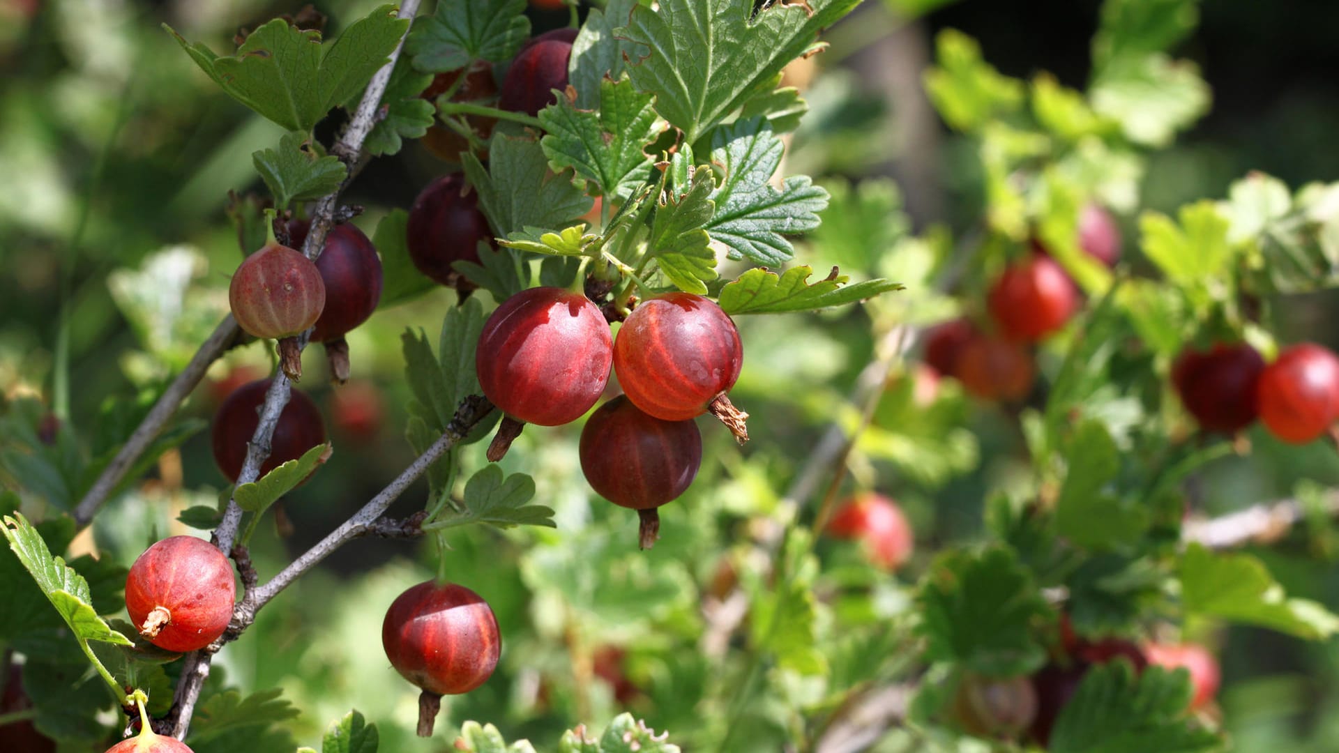 Stachelbeeren: Sie sind reich an Vitamin C.