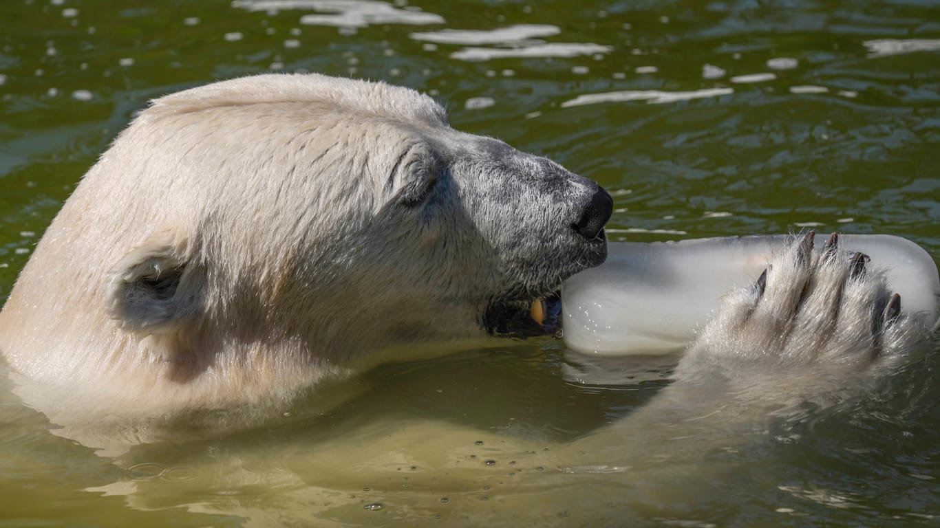 Ein Eisbär im Tierpark Berlin-Friedrichsfelde: Der Tierpark gilt als der größte in Europa.