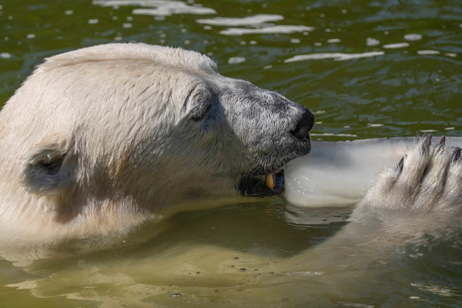 Ein Eisbär im Tierpark Berlin-Friedrichsfelde: Der Tierpark gilt als der größte in Europa.