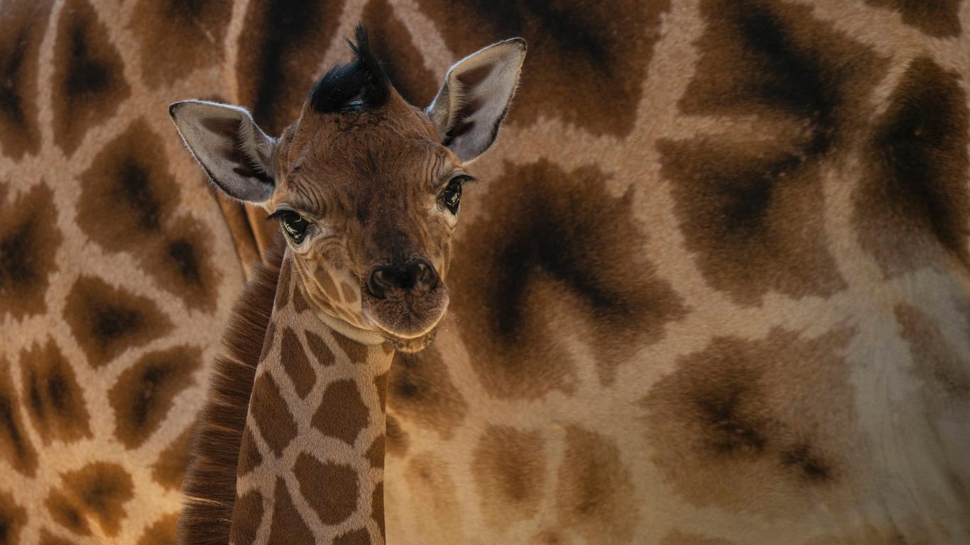 Giraffen im Tierpark Berlin: Erst im Juni 2022 ist diese junge Giraffe im im Tierpark Berlin-Friedrichsfelde geboren worden.